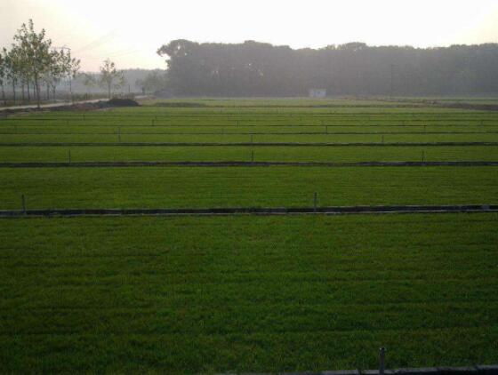 滁州草坪