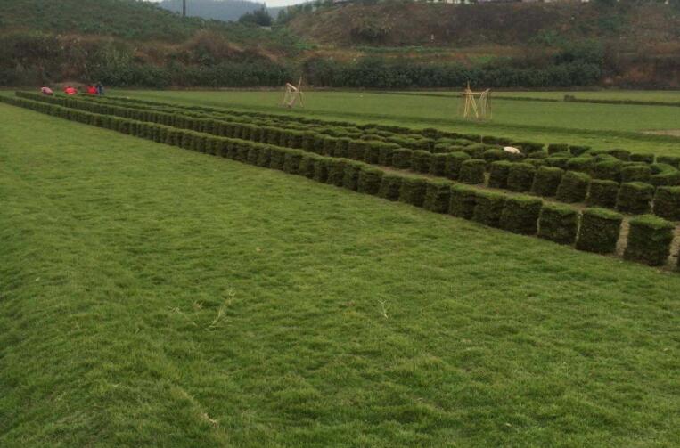 吉林绿化工程草坪滁州马尼拉草坪 耐踩耐寒耐旱