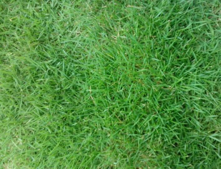 吉林滁州马尼拉草坪基地现货批发园林绿化工程草皮