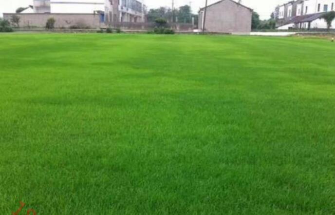 邯郸供应滁州马尼拉草坪 各种绿化工程用草坪 耐寒耐旱草坪 成活率高